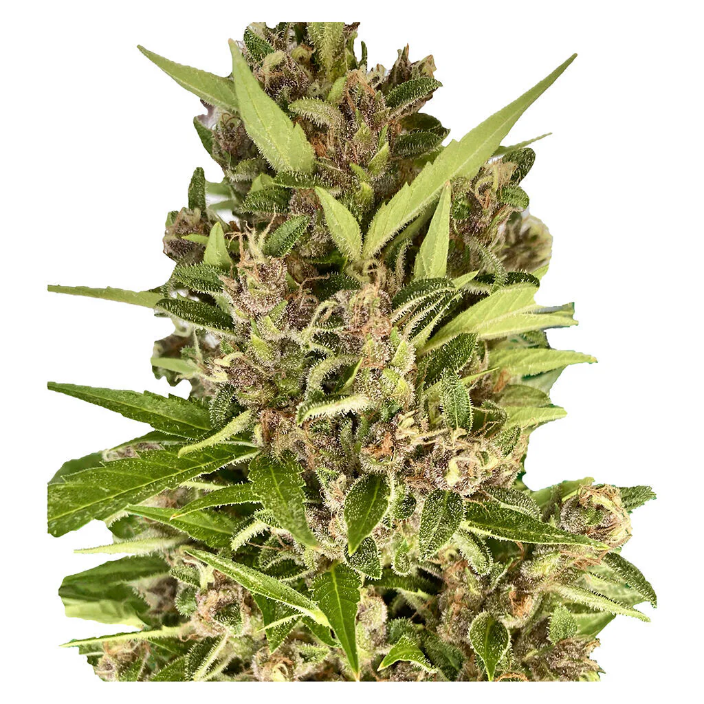Afghani Caramel Cream 1:1 AUTO - Image 3