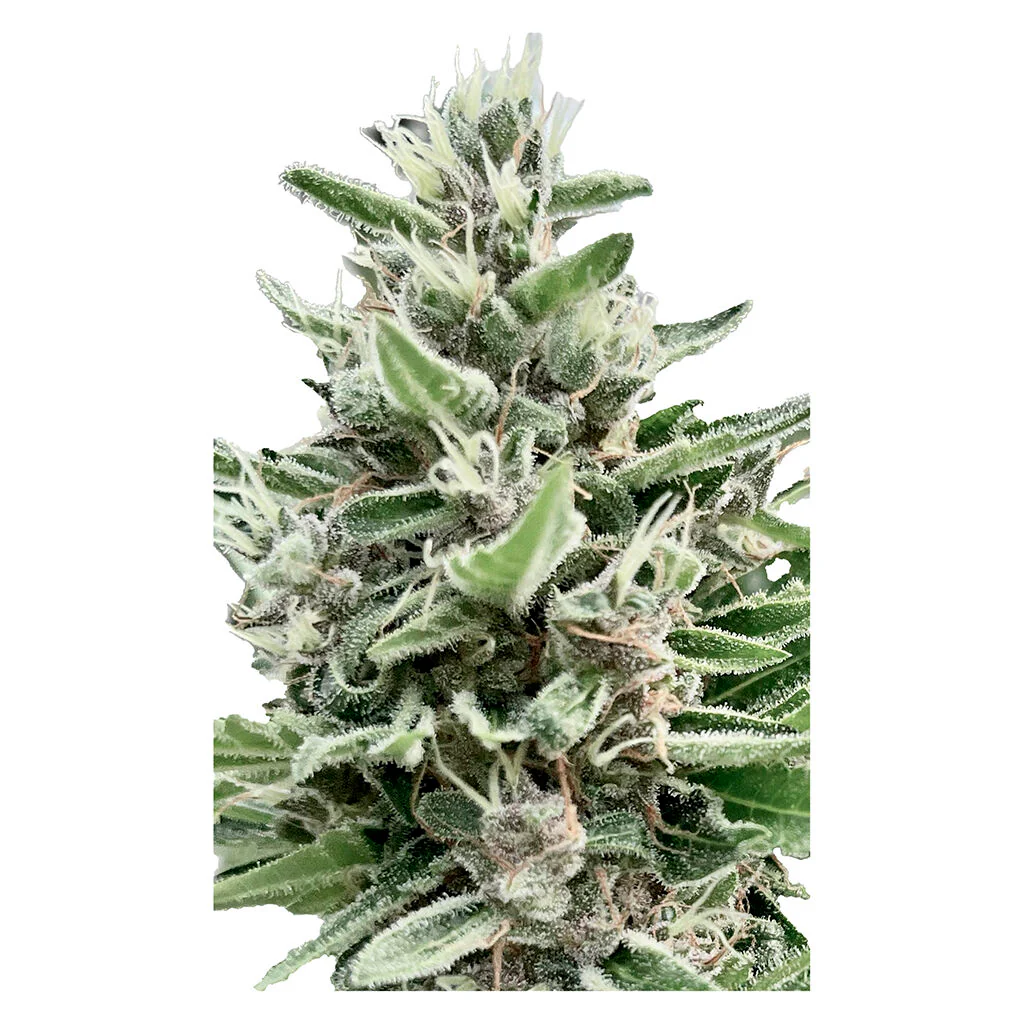 Apple Truffle Breath - Feminized - Image 2
