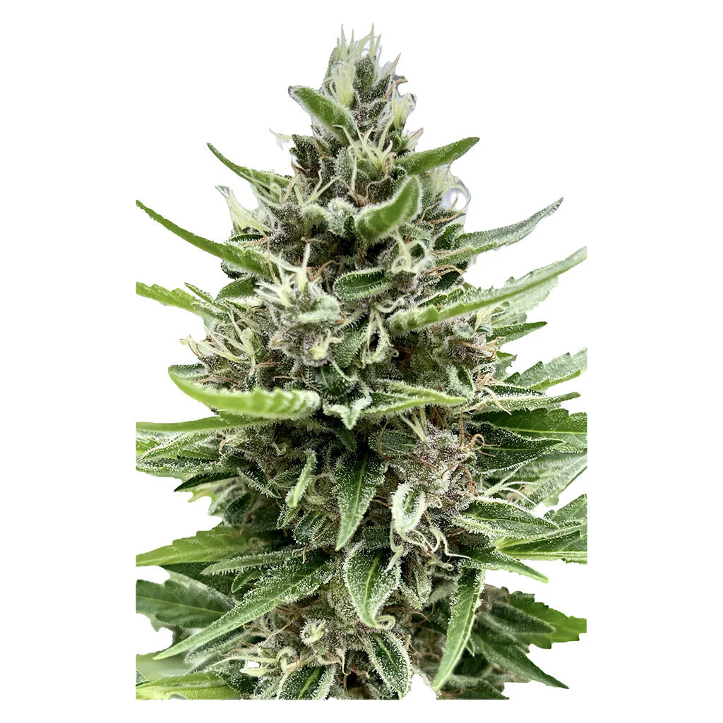 Auto Gelato Biscotti Feminized Seeds - Image 3