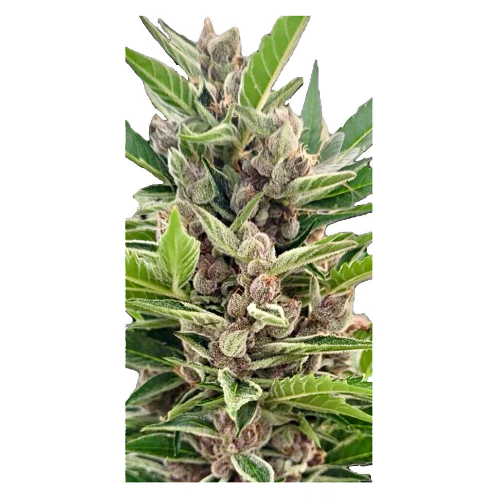 Auto Gorilla Grape Feminized Seeds - Image 3