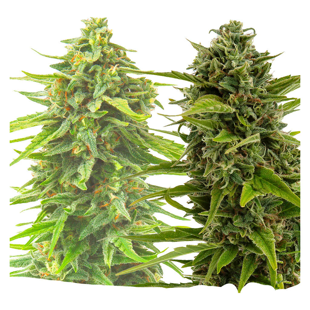 BC West Coast Feminized Seed Multi Pack - Image 3