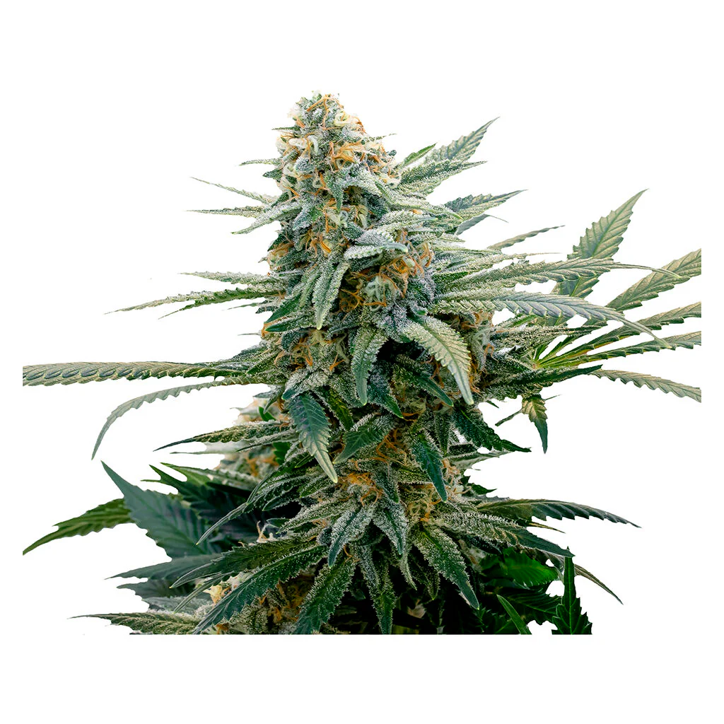 Bubba Cheese - Image 3