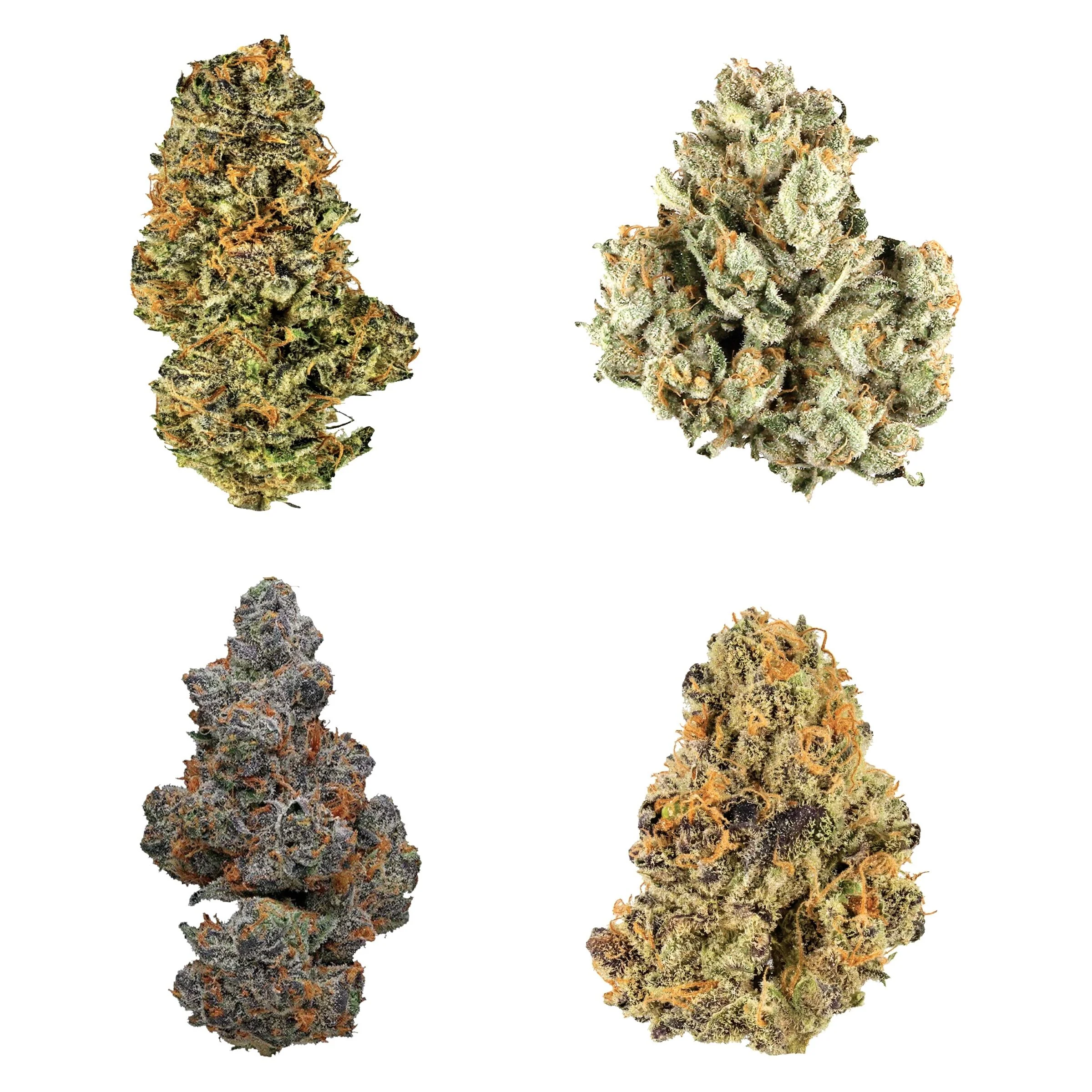 Once de variété de Collection Canada