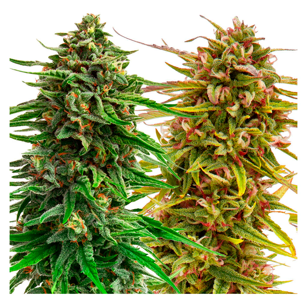 Cannabis Cup Autoflower Feminized Seed Multi pack - Image 3