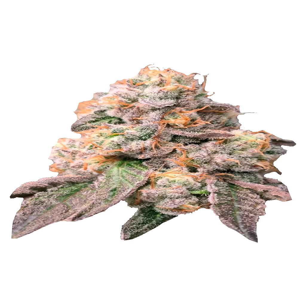 Chronic Tonic x Zombie Kush - Image 3