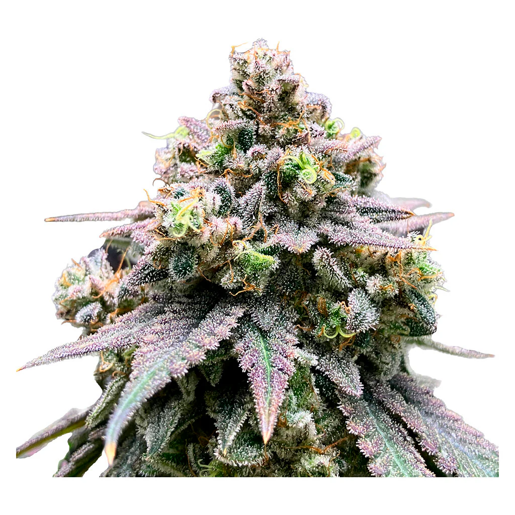 Crasher Breath (graines féminisée) - Image 3