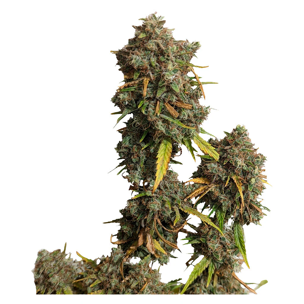 Jack Herer - Image 3