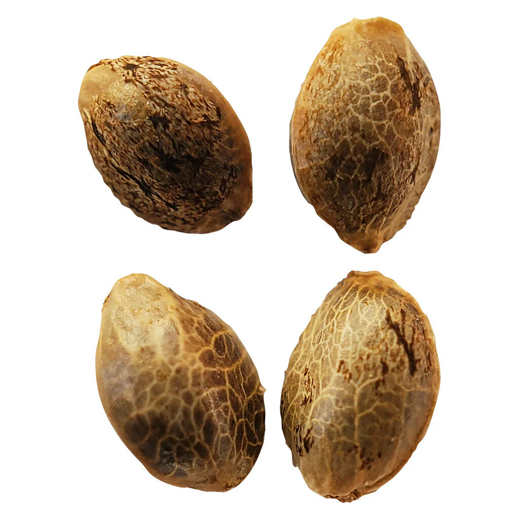 Lemon Sunshine Autoflower Feminized Seeds