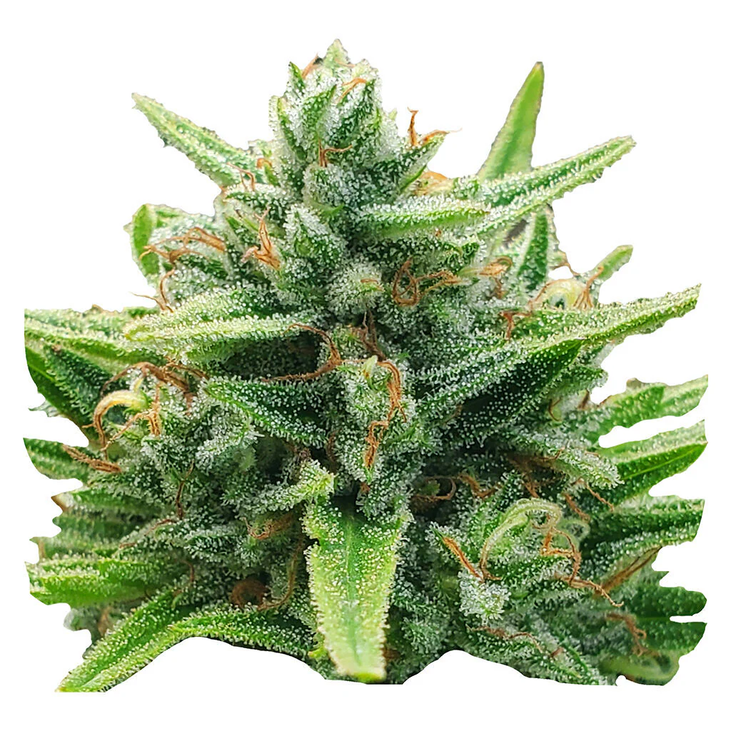 Lemon Sunshine Autoflower Feminized Seeds - Image 3
