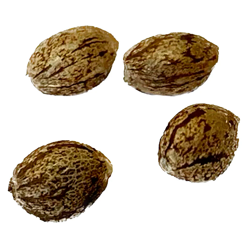 Modified Kush Mints - Graines Féminisées