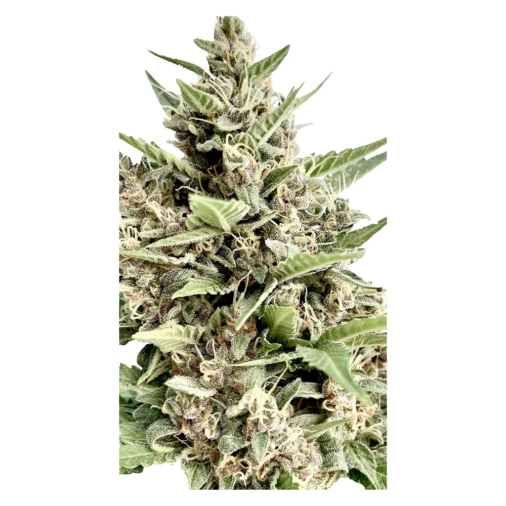 Modified Kush Mints - Graines Féminisées - Image 2
