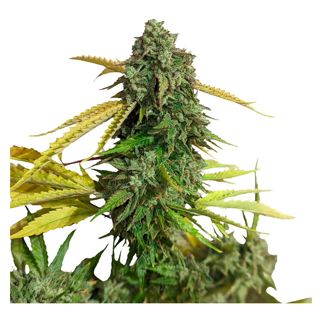 OG Kush - Image 3