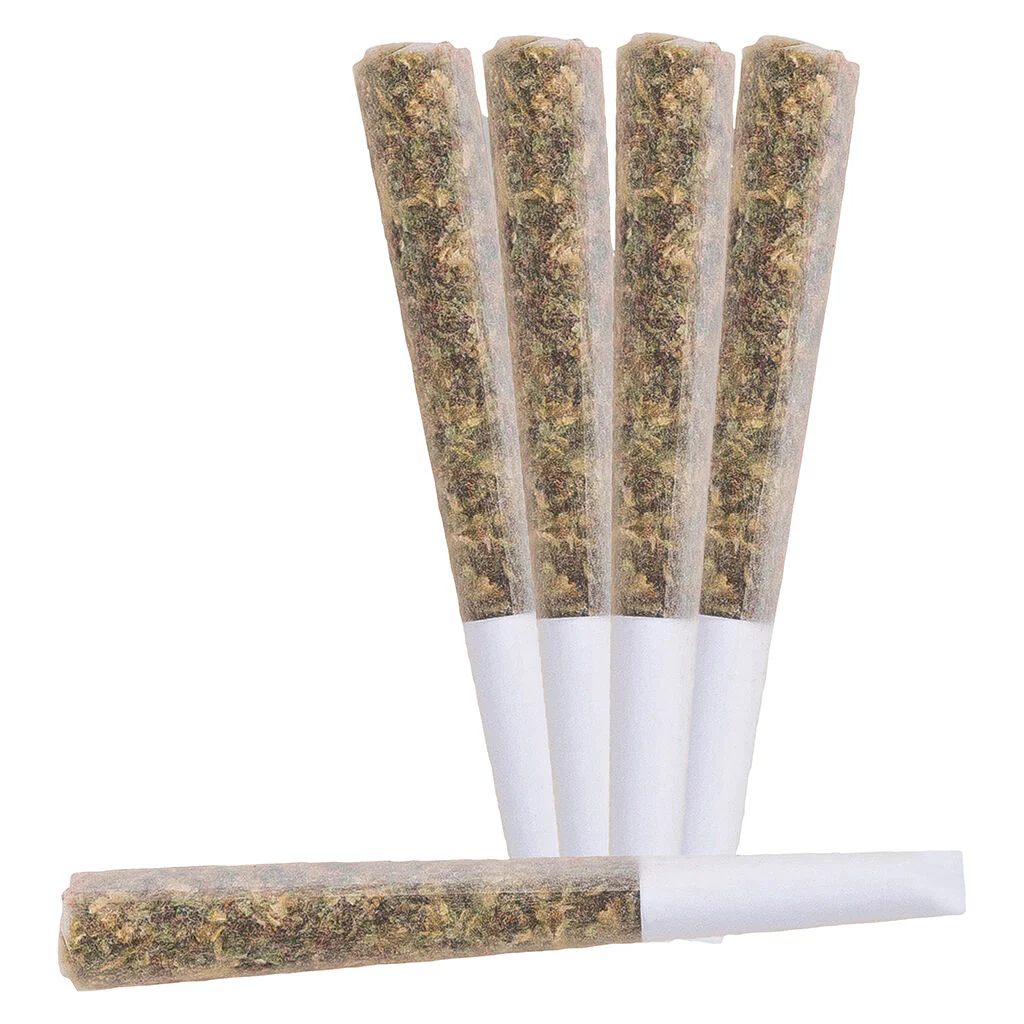 Préroulé infusé à la colophane vivante Nova