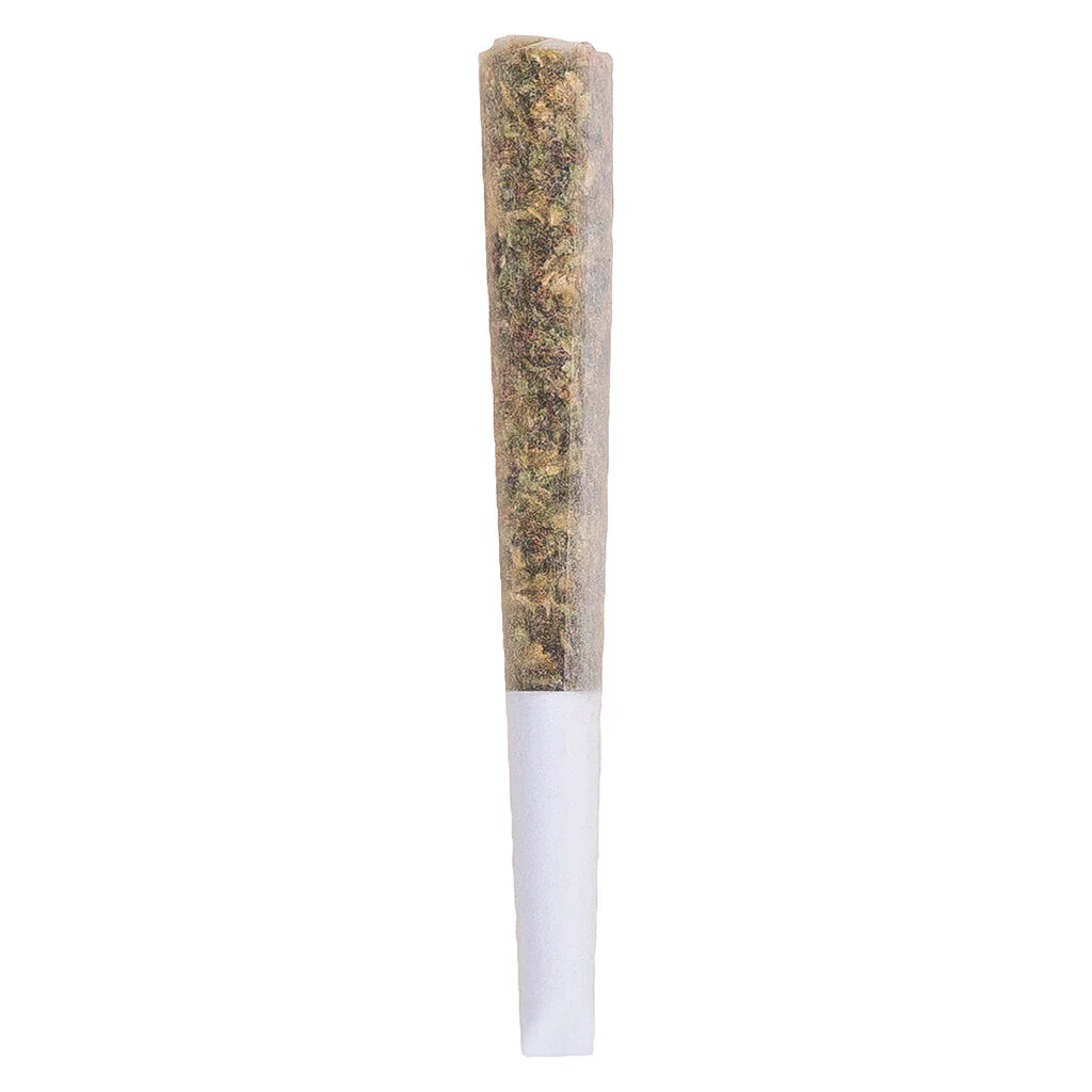 Préroulé infusé et noyau de colophane vivante Double dose