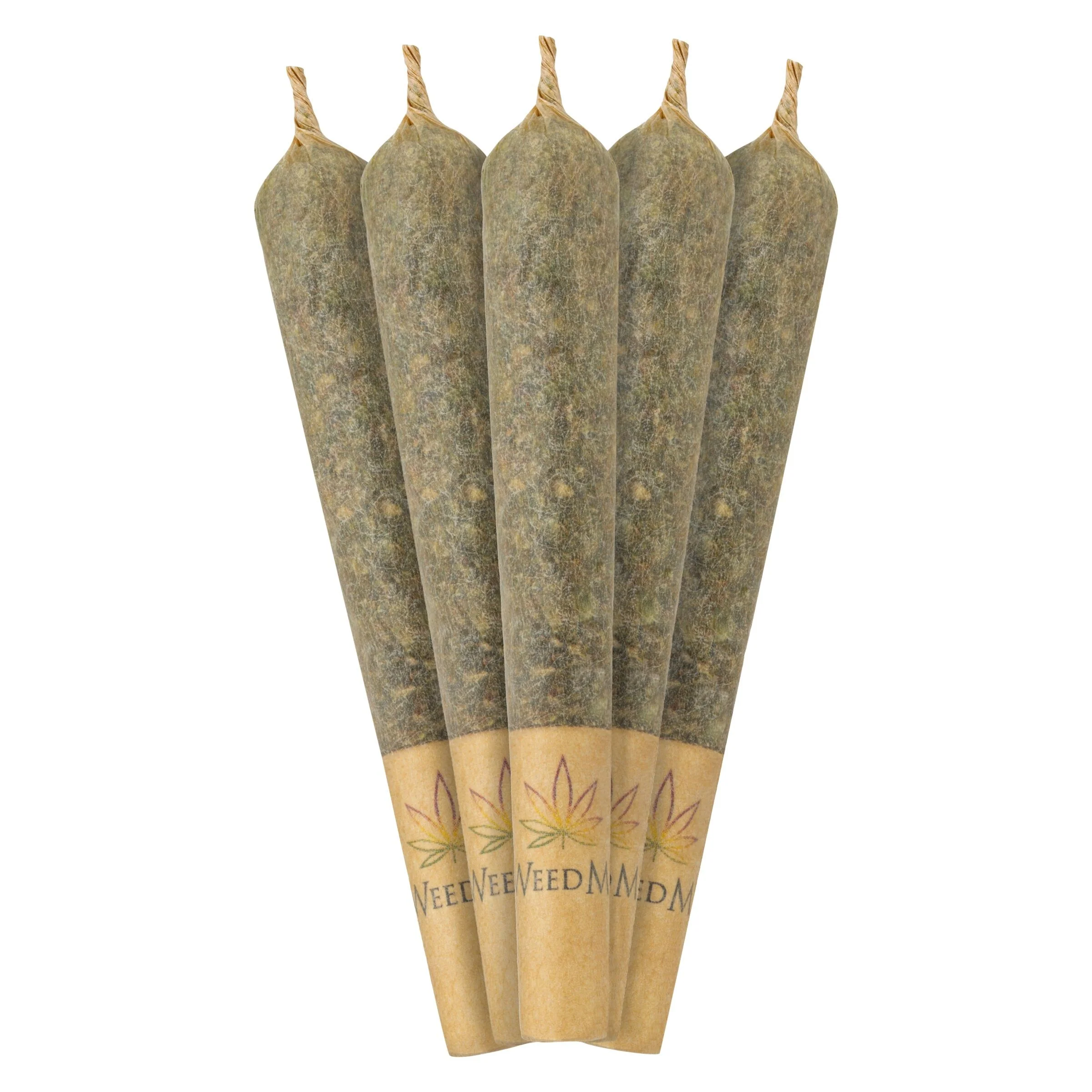 Préroulé Maple Rntz