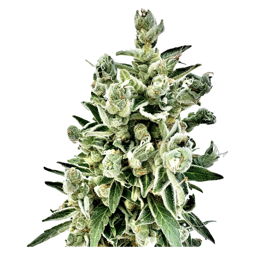 Pure CBD Gorilla Citrus Photo Féminisée - Image 3