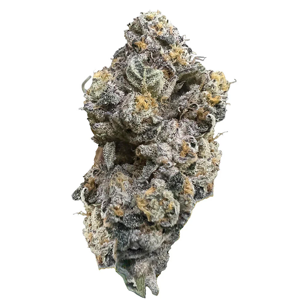 Royal Dive#3: Hindu Glue - Image 6