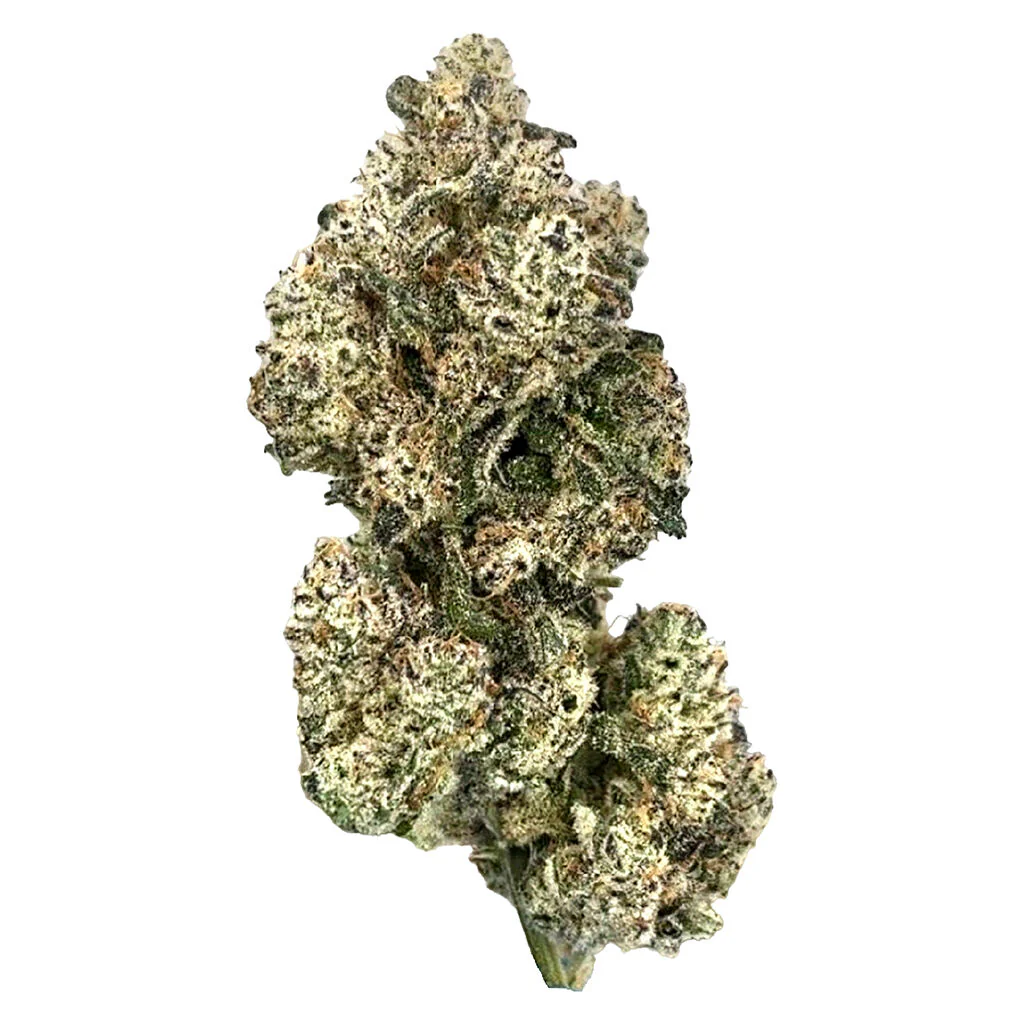 Royal Dive #5: Purple Zombie