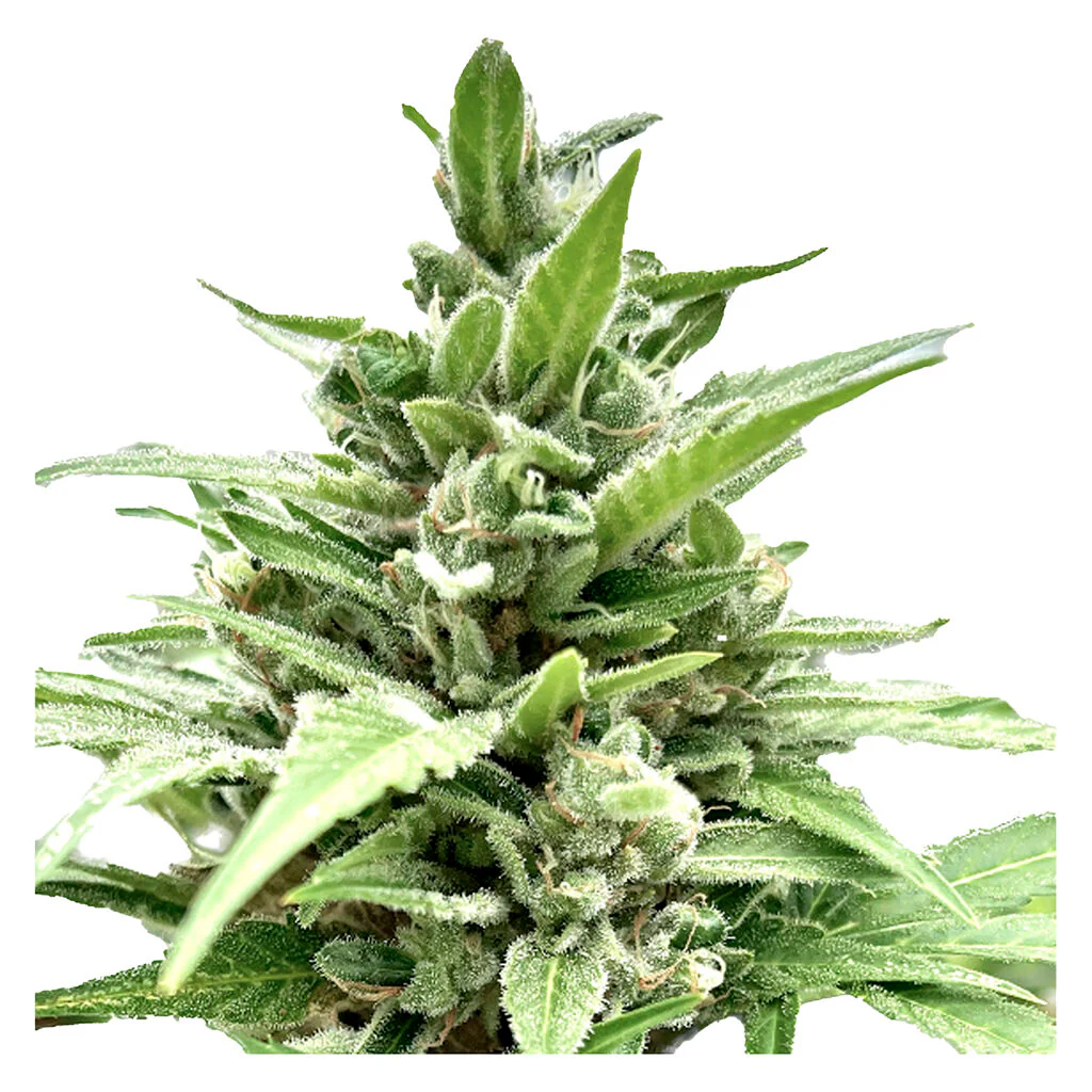 Tangerine Truffle Breath - Feminized Seeds - Image 2