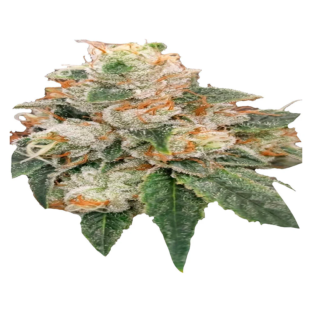 Trainwreck x Donny OG - Image 3
